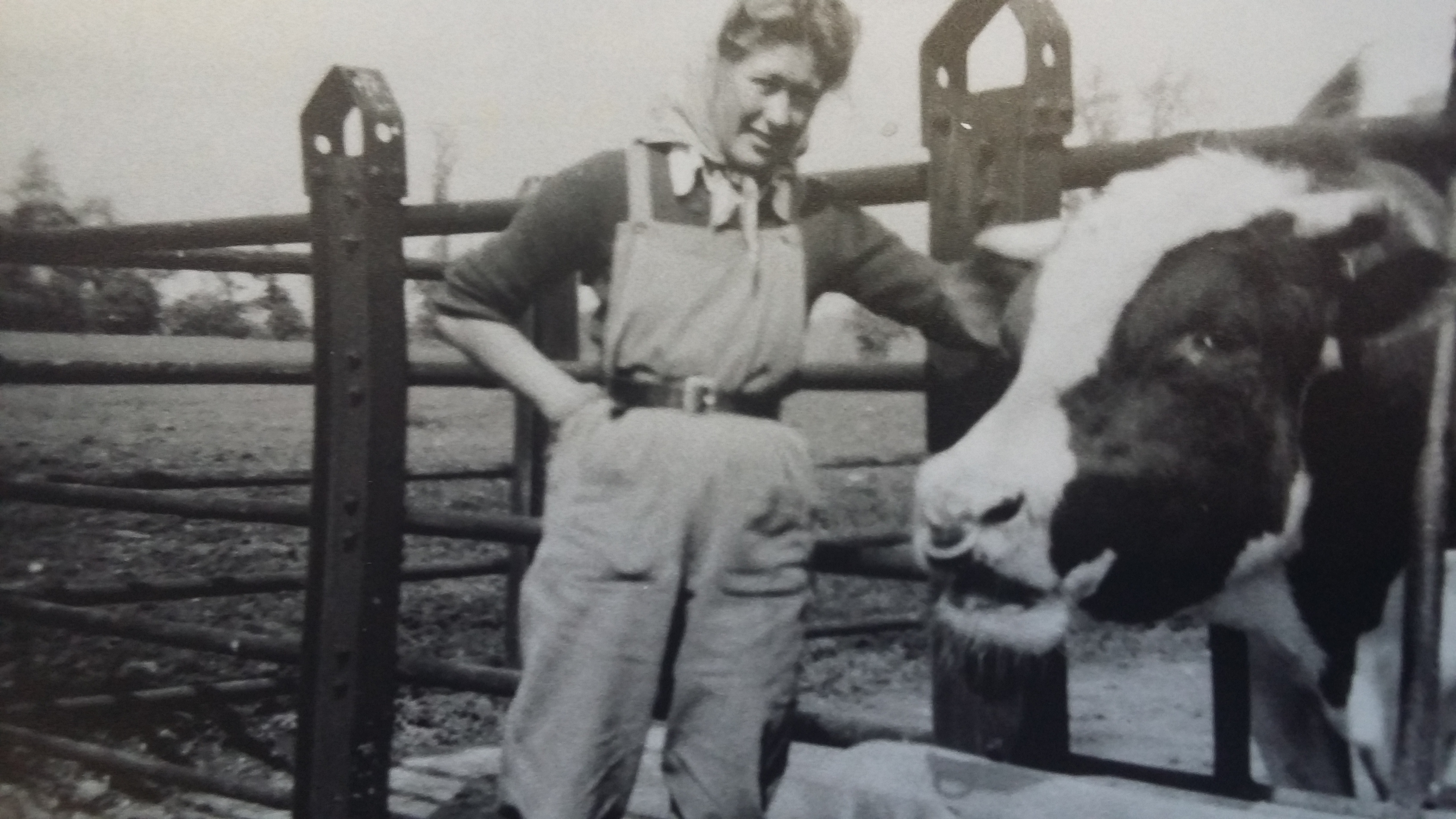 A person in dungarees and a headscarf stands outdoors by a metal fence, smiling and stroking a cow. The scene appears to be on a farm, and the photo is in black and white.